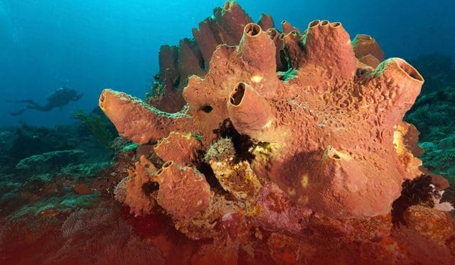 Sponge Fossil Revealed First sign of Animal Life on Earth